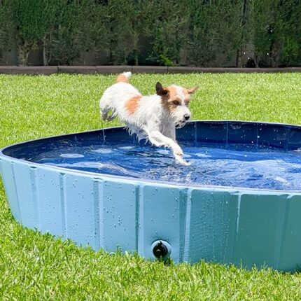 dog swimming pool wepet cão